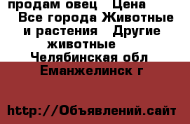  продам овец › Цена ­ 100 - Все города Животные и растения » Другие животные   . Челябинская обл.,Еманжелинск г.